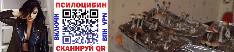 Галлюциногенные грибы Psilocybe  Чернушка 